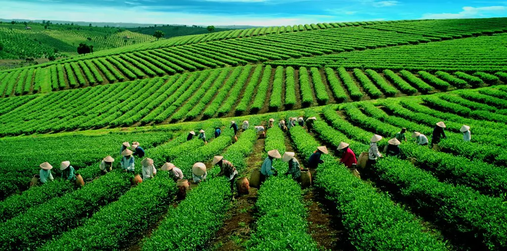 Chè Việt Nam xuất khẩu